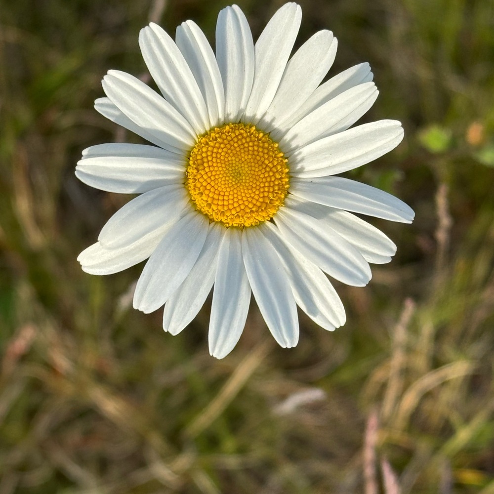 Flower for Lanta .